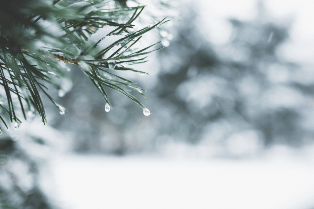 rain drops falling off tree close up