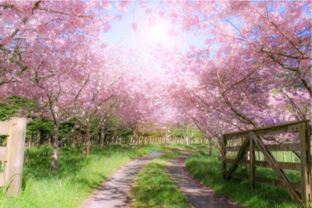 Pink leaves in farm yard with gates open